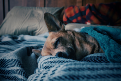 A sleepy dog rests its head on a wool blanket, one eye half open.
