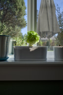 A head of green lettuce grows in a white planter on an indoor windowsill, with a potted rosemary plant beside it and trees visible through the window screen.