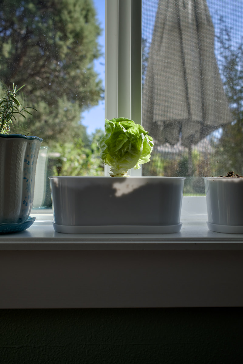 A head of green lettuce grows in a white planter on an indoor windowsill, with a potted rosemary plant beside it and trees visible through the window screen.